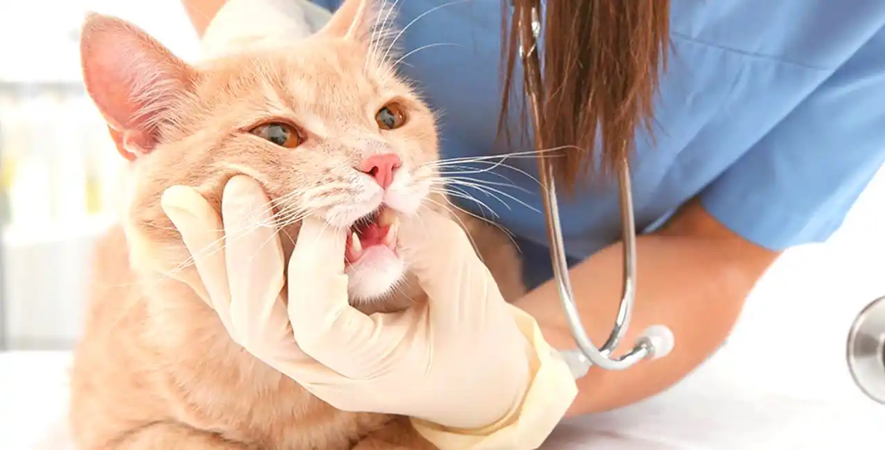 Buenos Aires: se confirmó un caso de rabia felina