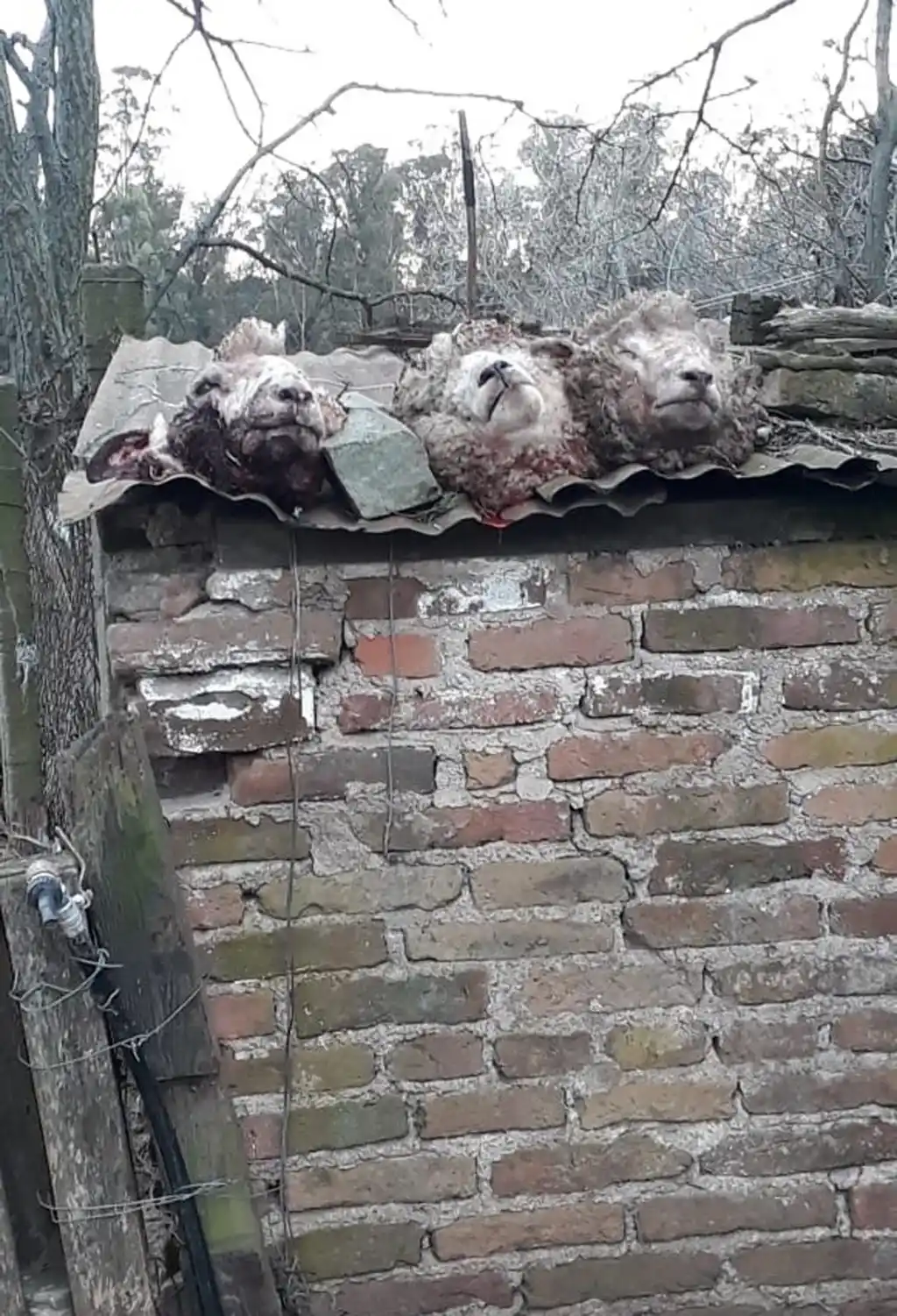 Un matrimonio fue víctima de abigeato en Valle Sereno 