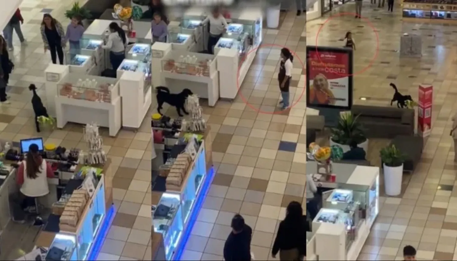 Un perrito protagonizó el "robo" más tierno: ¡se llevó un peluche de un shopping!