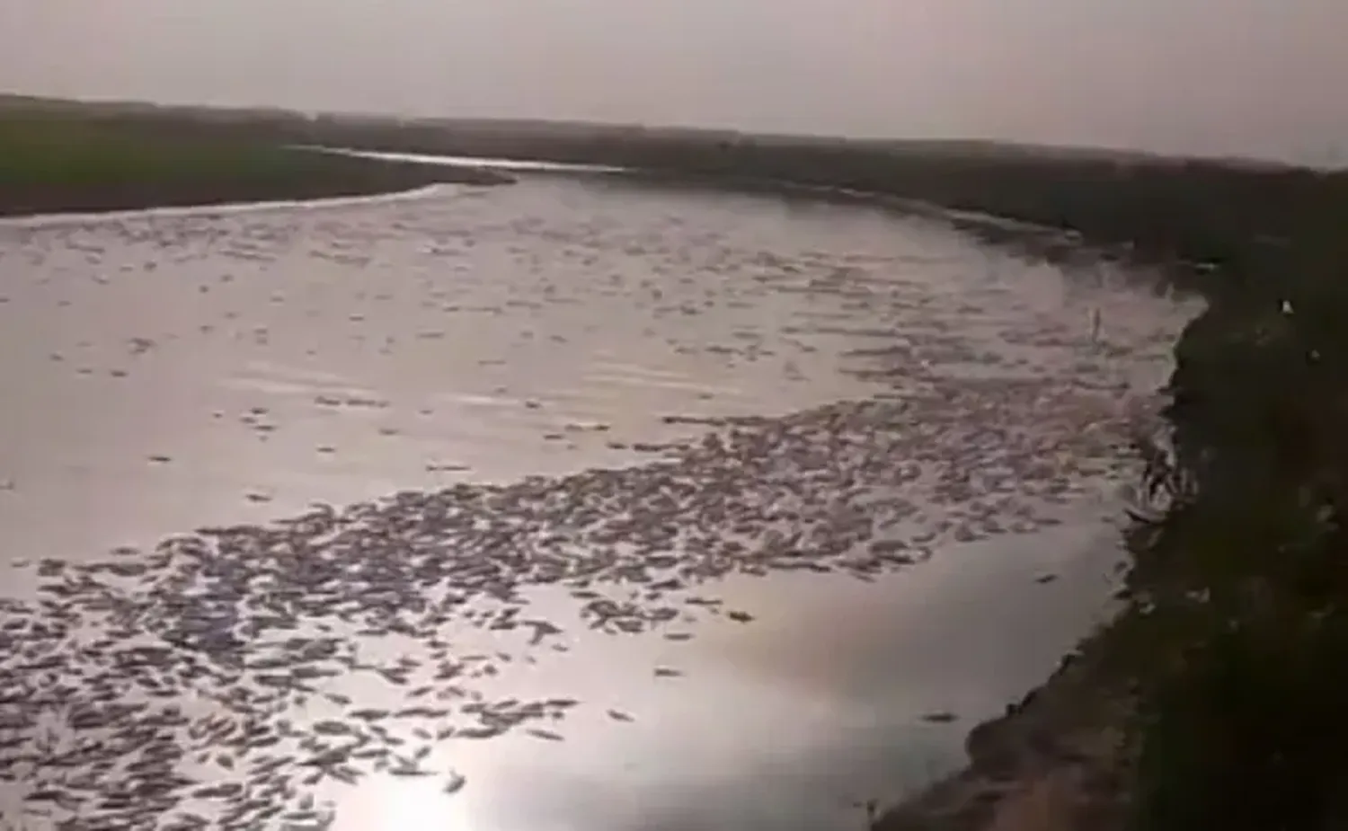 Misterio y conmoción por miles de peces muertos en un río