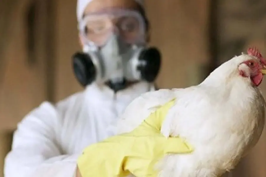 Argentina volvió a ser país libre de influenza aviar
