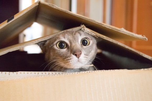 ¿Por qué los gatos prefieren las cajas de cartón antes que cualquier otro objeto?