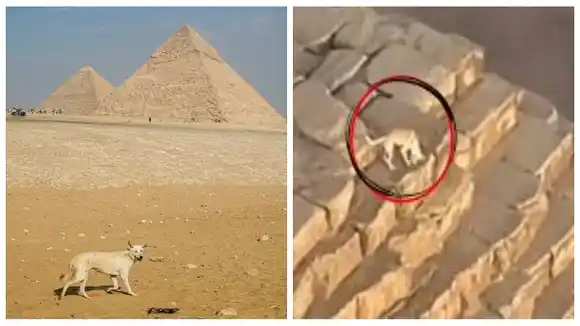 PERROS en las PIRÁMIDES de EGIPTO: Apollo, el escalador, es toda una estrella