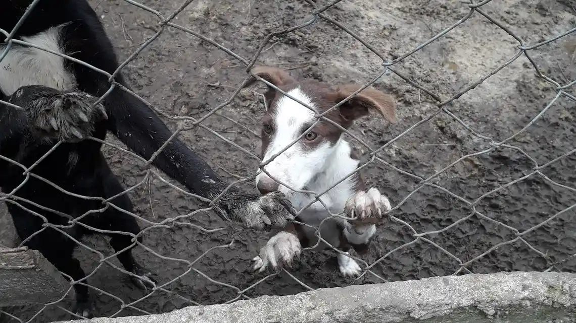 Por la crisis económica, cierra el Refugio Municipal de Animales de Madariaga: buscan hogares para casi 100 perros