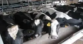 Para el USDA, un 80% de los tambos argentinos están en una situación crítica