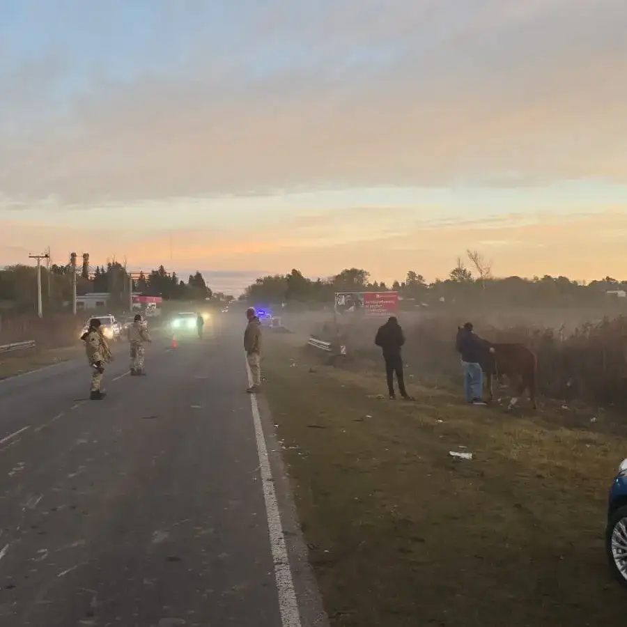 Victoria: una combi con 19 pasajeros chocó contra dos caballos sueltos en la Ruta 11