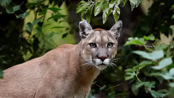 Un puma suelto sorprendió a los residentes de un barrio privado en Pilar
