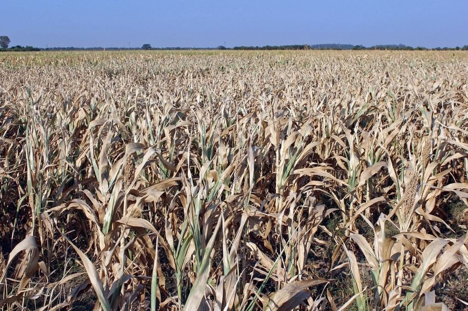 La provincia de Santa Fe constatará a campo las declaraciones juradas presentadas por productores