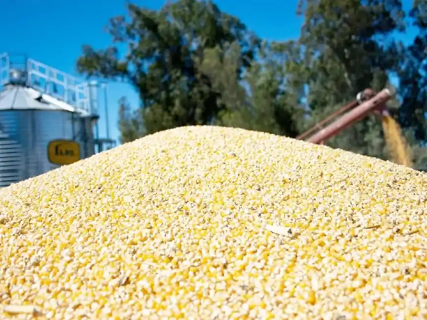 El maíz argentino alcanza una cosecha récord de 71,5 millones de toneladas