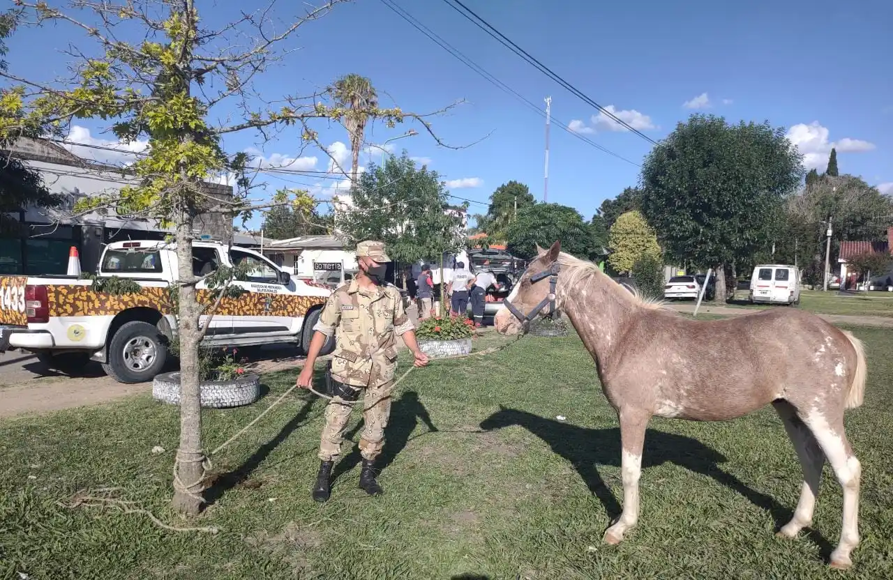 Controlan la tenencia de caballos en Pueblo Belgrano