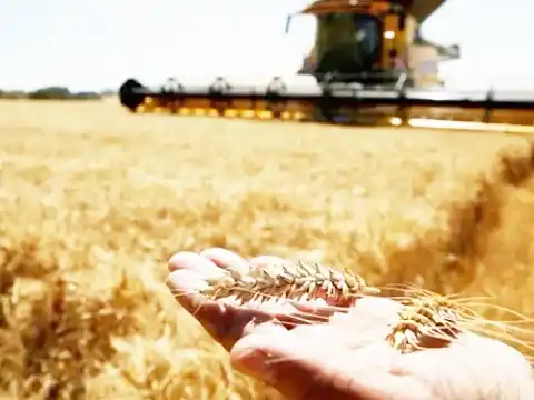 La cosecha de trigo incuba una lluvia récord de dólares