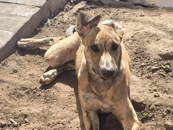 Buscan al pequeño Marmolado