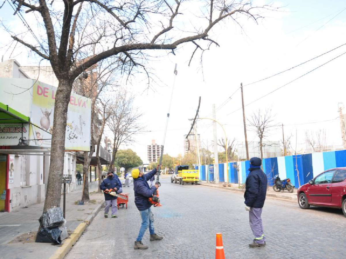 Realizan tareas de poda en los árboles de la zona céntrica