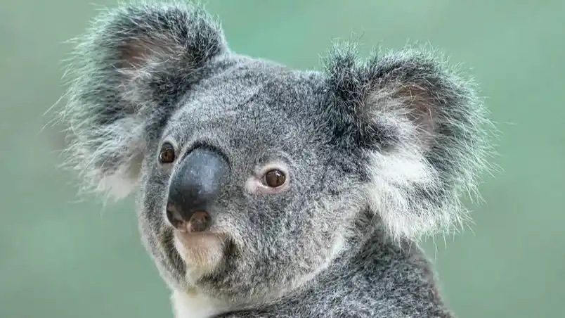 Australia declara a los koalas como especie en peligro de extinción