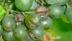 Control del segundo vuelo de la plaga Lobesia botrana en la provincia de Mendoza