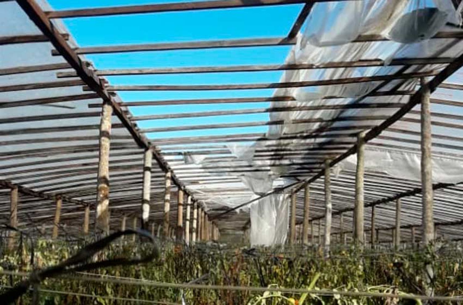 Producción frutihortícola: "Hay una merma en lo sembrado porque la sequía no permitía preparar el suelo"