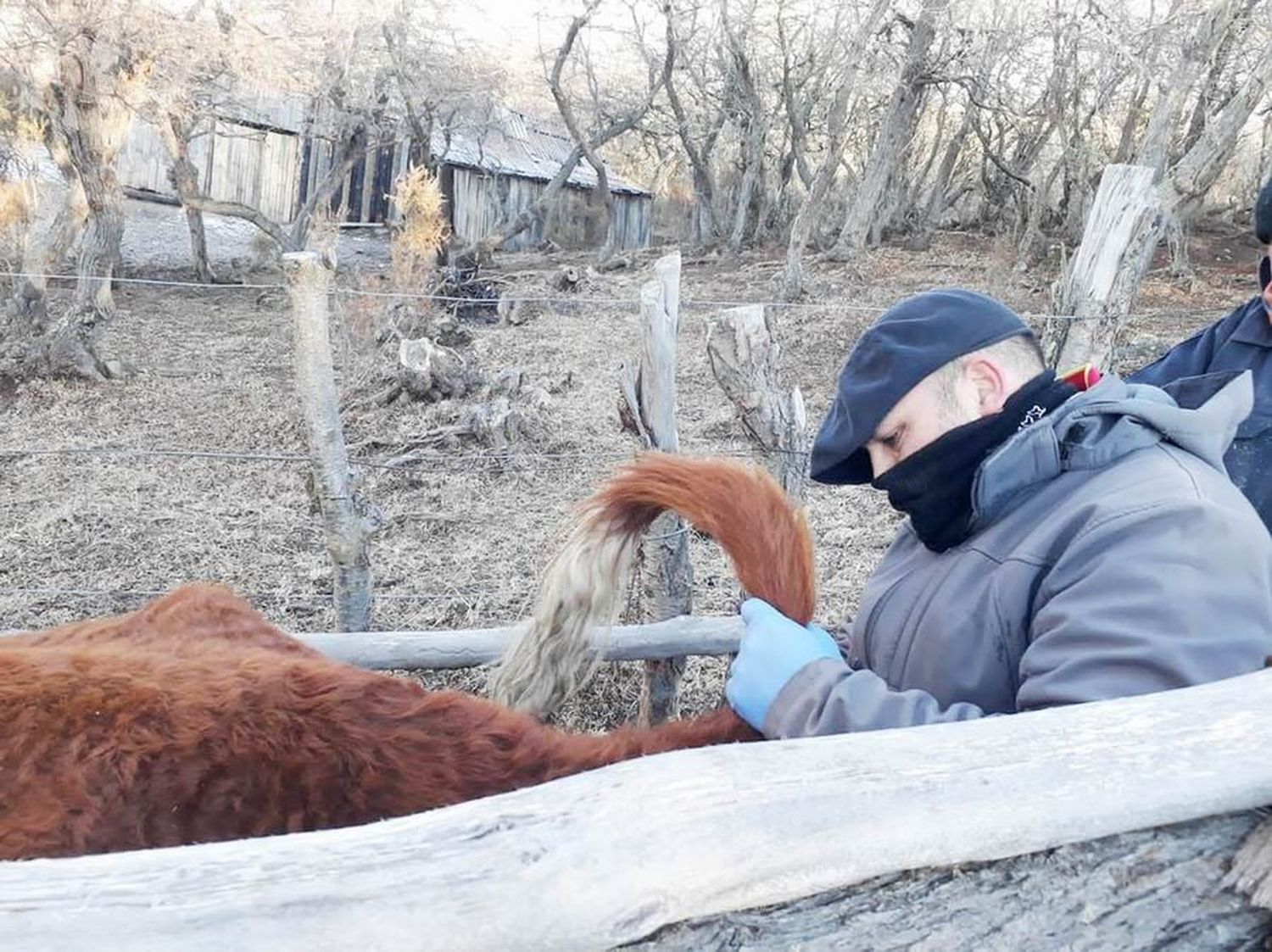 Brucelosis: avanzan las tareas 
de sanidad en rodeos de paipperos