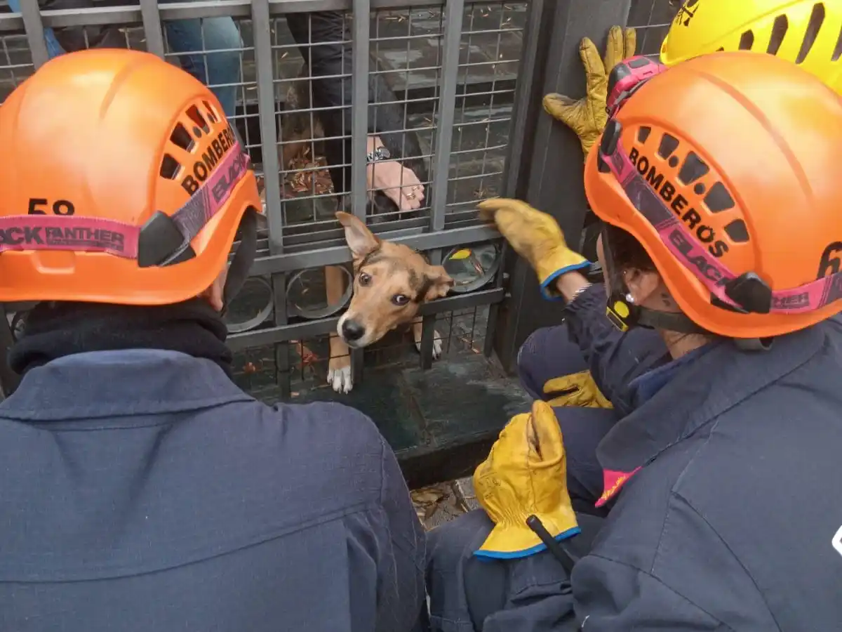 Los bomberos en pleno rescate del animal.