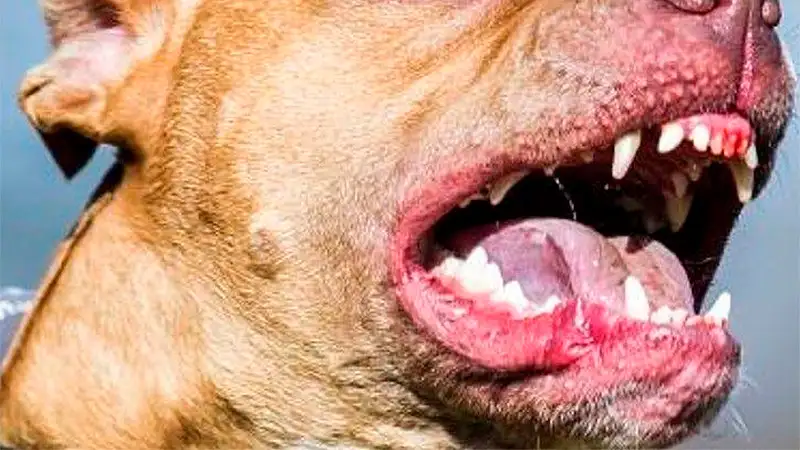 Pitbull cruza con dogo atacó a un niño de 2 años y le causó graves lesiones