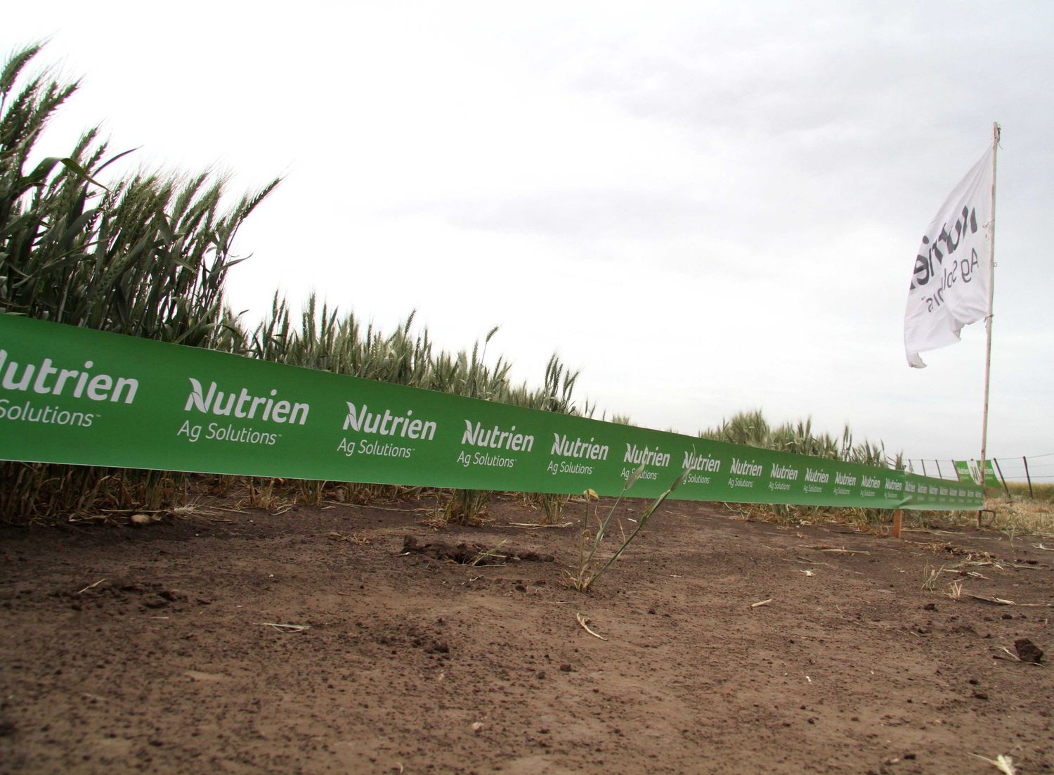 Nutrien busca “el mejor socio” para venderle su negocio local