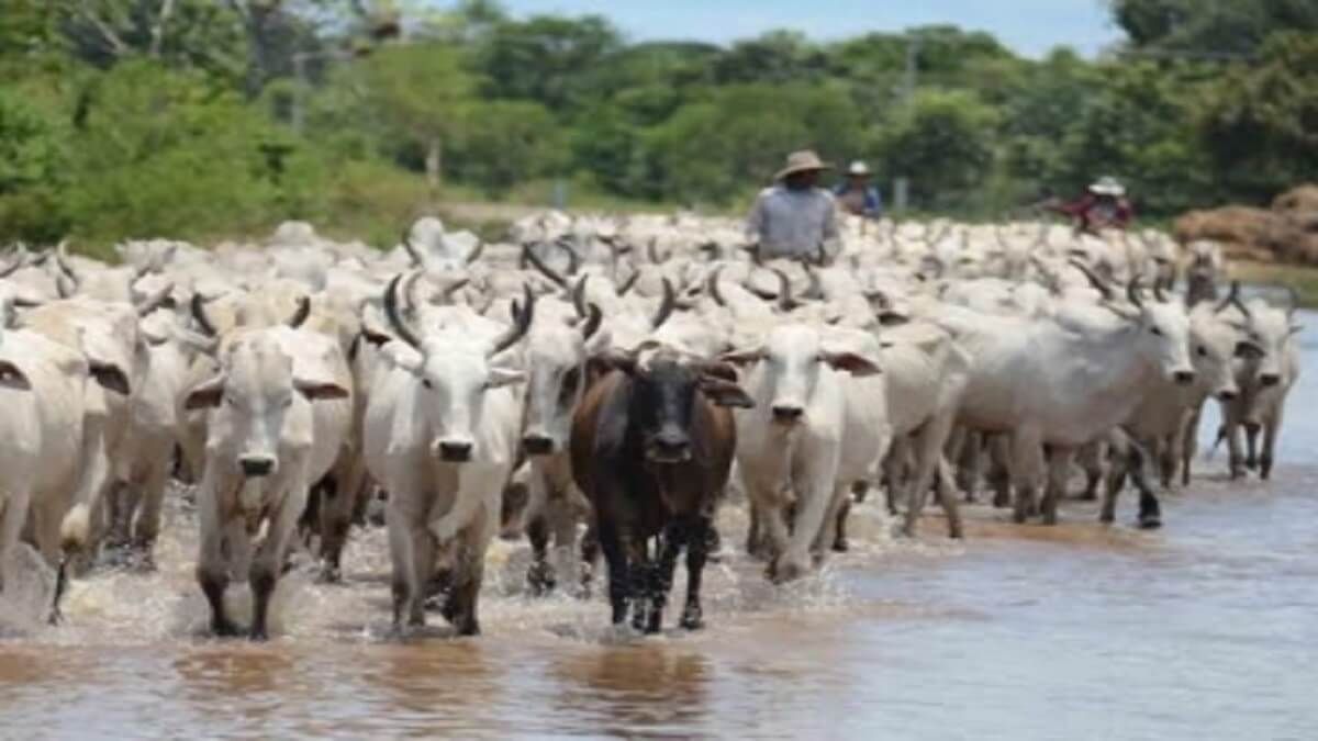 UN GENERAL de la FAN controla movilización de ganado en la frontera, según Sebastiana Barráez