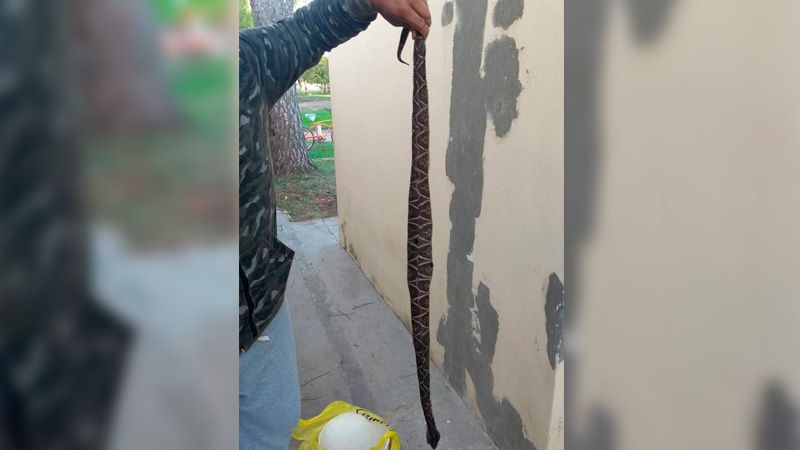 La madre del niño de 4 años mordido por una yarará contó cómo sigue su salud