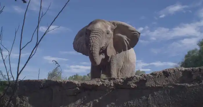 Camino a la libertad: Kenya dejará el Ecoparque de Mendoza rumbo a un santuario en Brasil.
