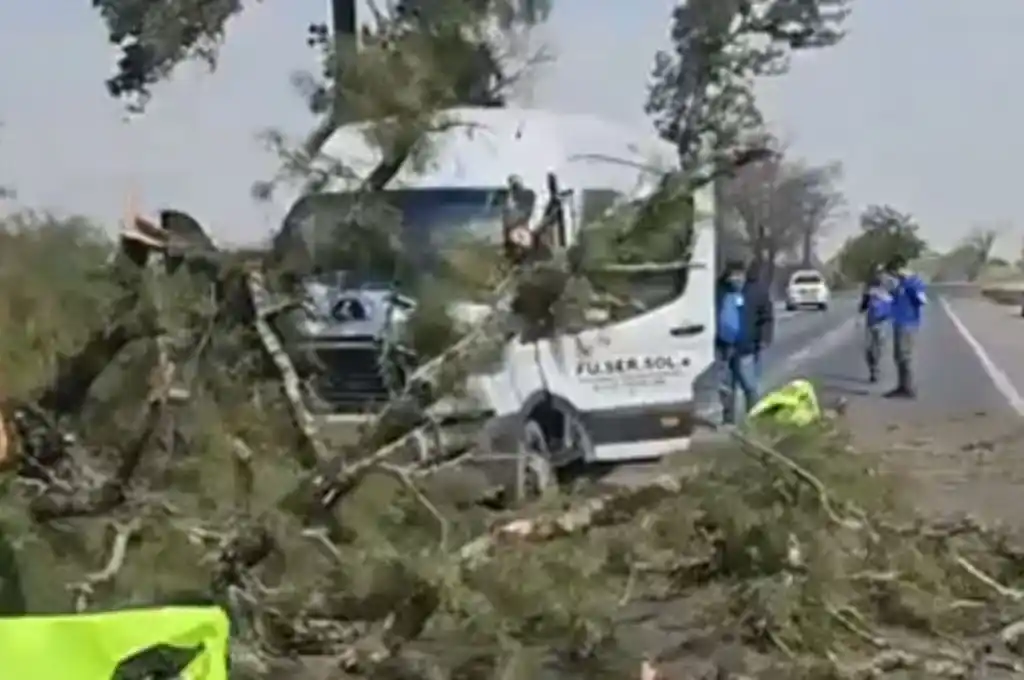 Un árbol cayó sobre una trafic