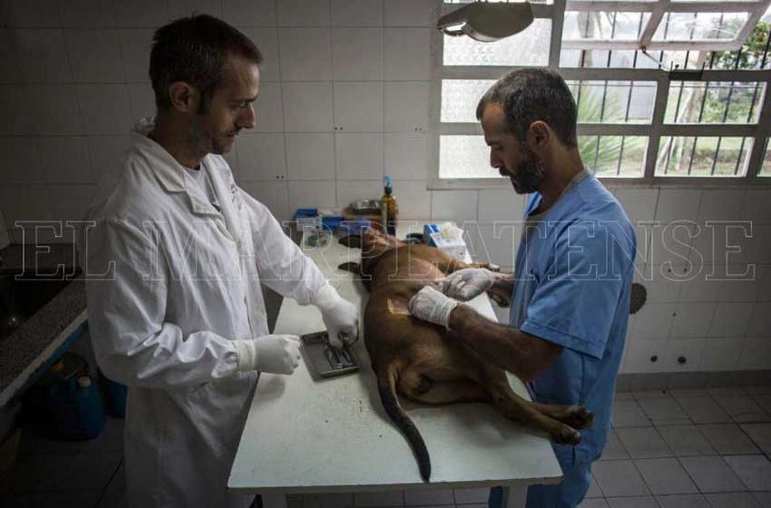 Obras en el área de Zoonosis para duplicar las cirugías quirúrgicas