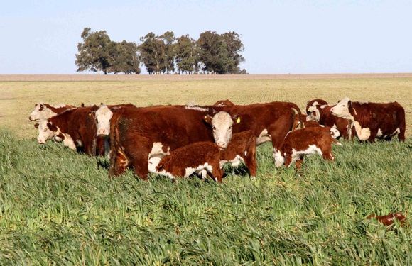 El Gobierno quiere levantar la barrera sanitaria para contener el precio de la carne