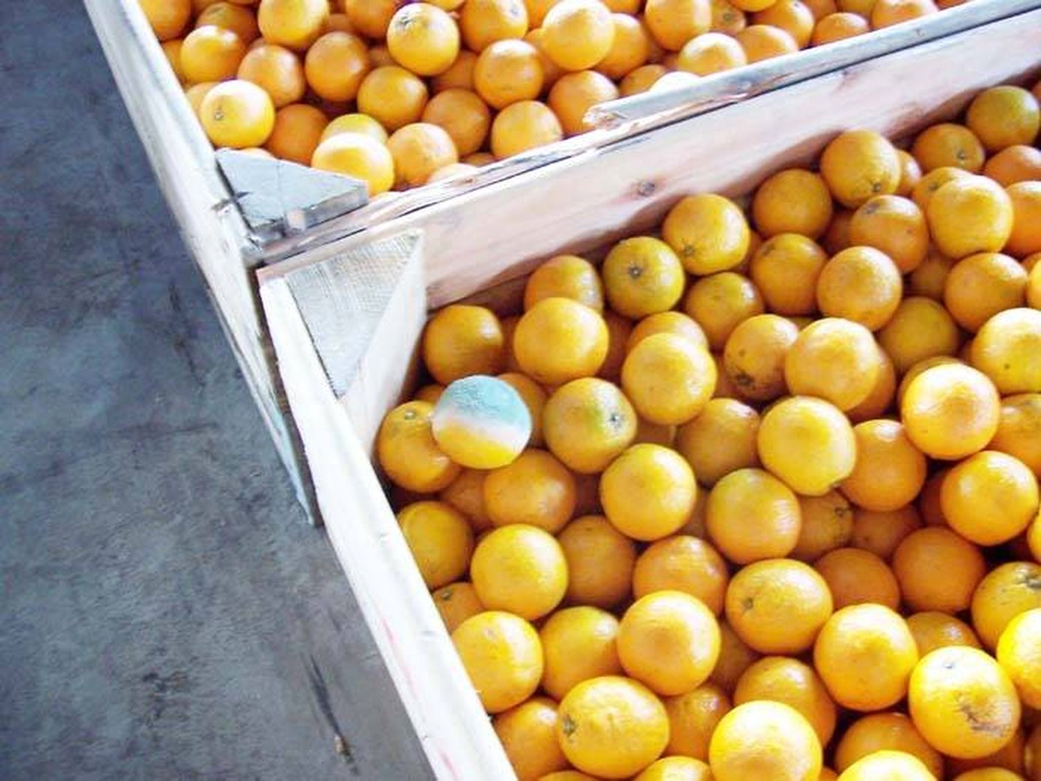 Naranjas: Control del moho  verde sin agroquímicos