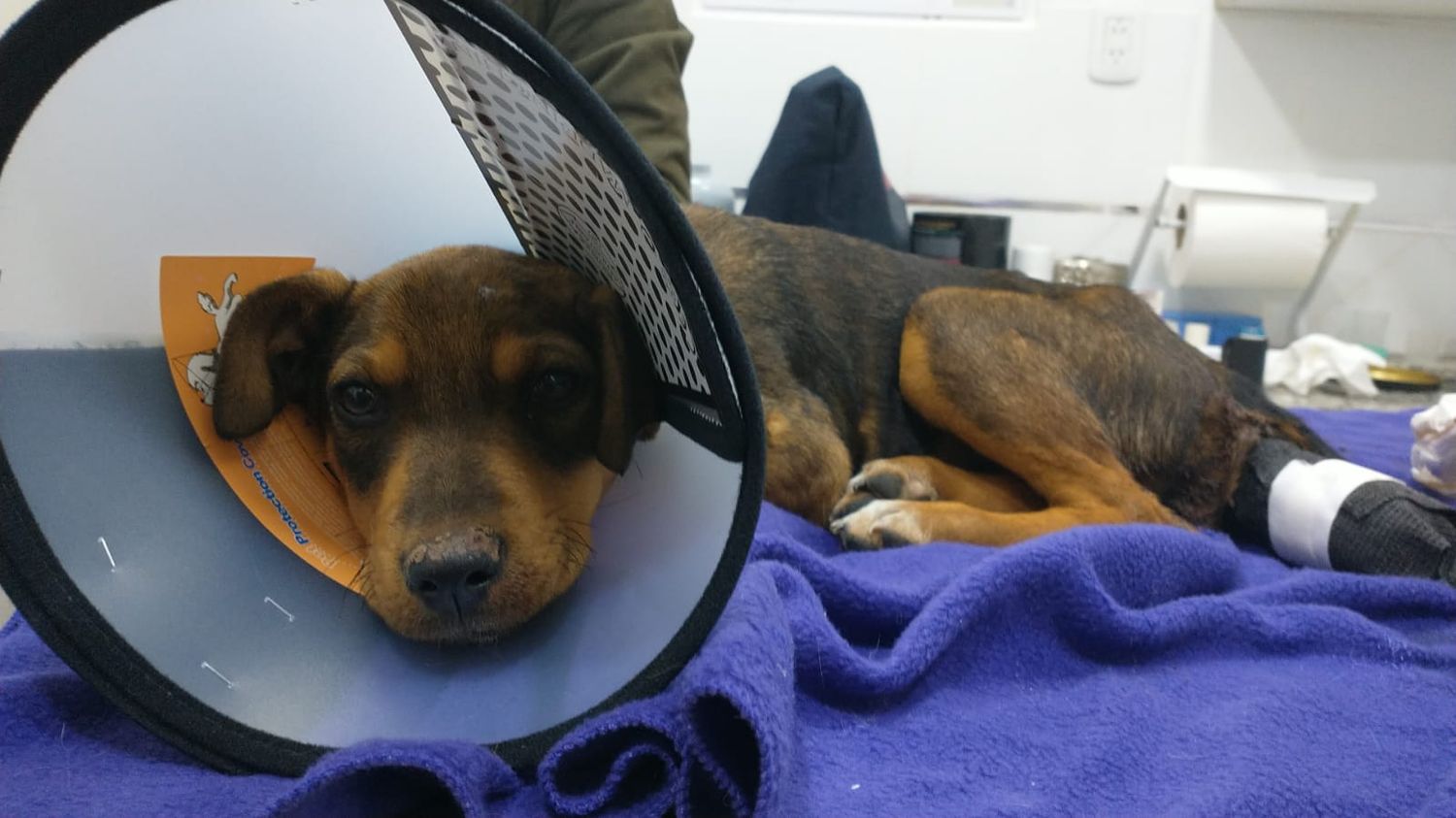 “Viola perros”: radicaron la denuncia penal y el rescatista contó cómo encontró a la perrita