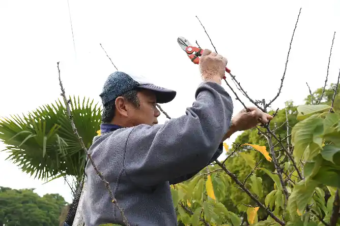 Comenzó el período autorizado para la poda del arbolado público
