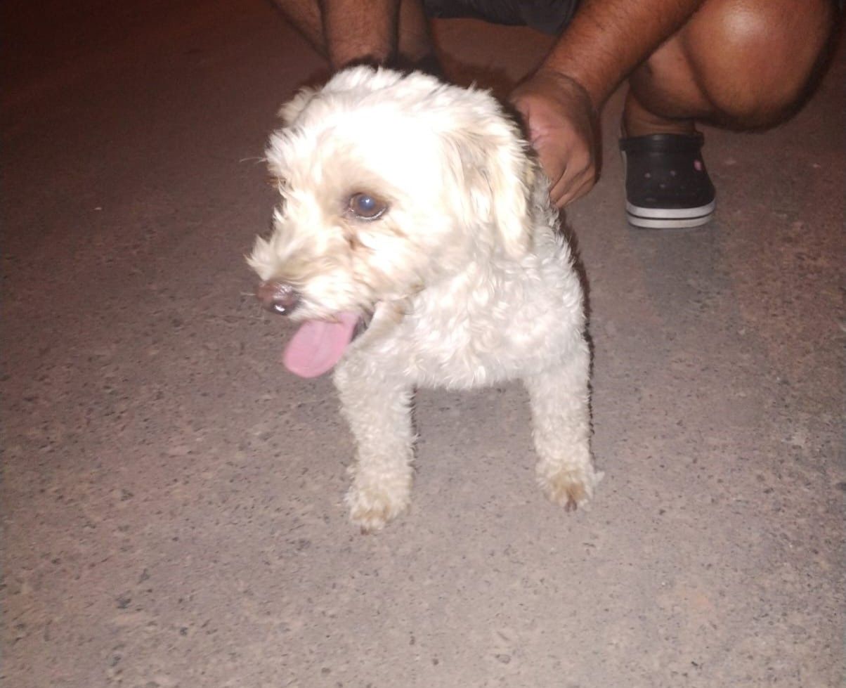 Perrita caniche perdida