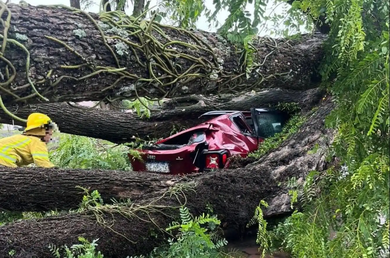 Un árbol aplastó un auto y dañó el techo de un local