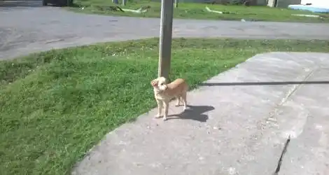 Perrita Extraviada