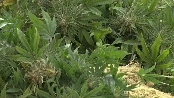 En pleno centro secuestraron unas 30 plantas de marihuana