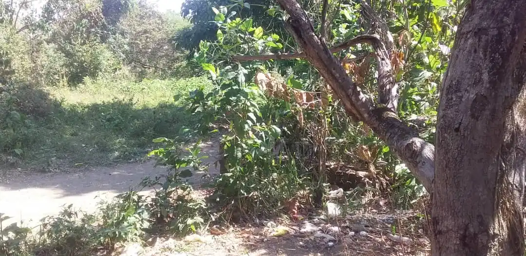 CON VIDA encuentran a un recién nacido abandonado en terreno baldío de Barinas