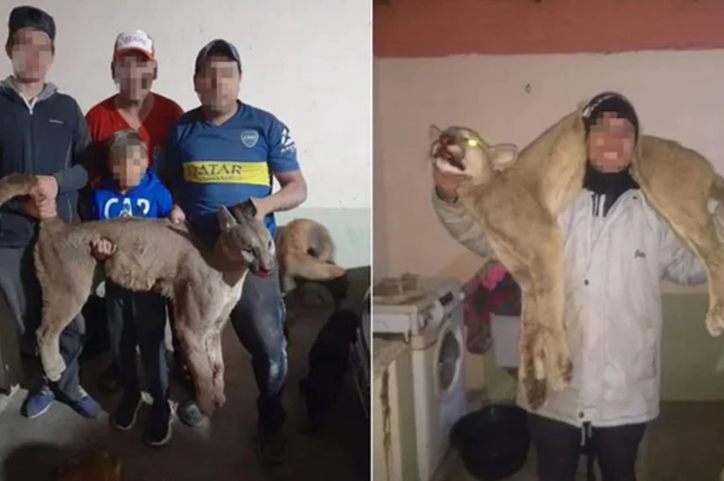 Indignante: mató a un puma y lo mostró en su estado de WhatsApp