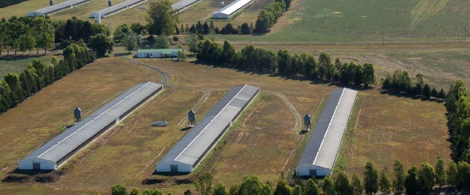 Avicultura crece y genera 22.000 empleos en la provincia