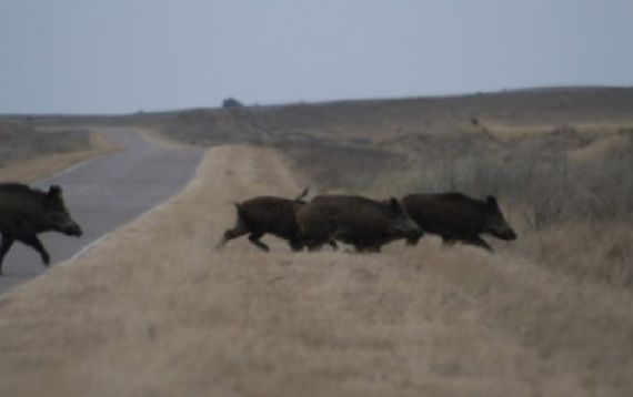Proyecto buscará declarar como plaga al jabalí europeo para proteger los campos bonaerenses