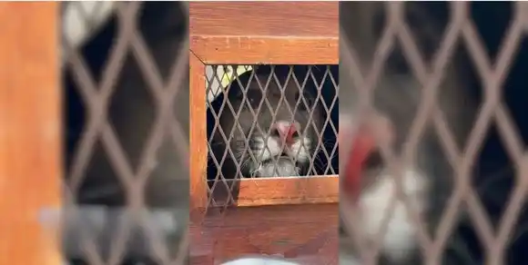 Enorme susto en la región: apareció un puma en el patio de una vecina y tuvo que ser rescatado