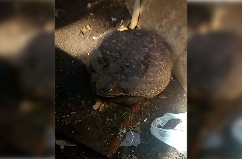 Conmoción por la aparición de un sapo gigante en Granadero Baigorria