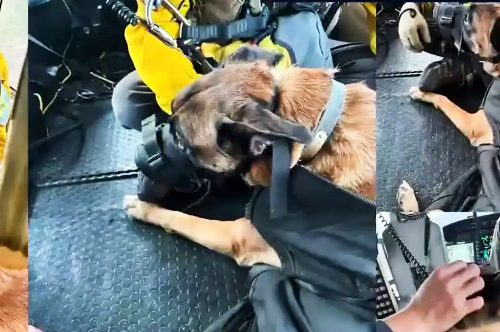 El perrito rescatado en helicóptero. (Foto: Gentilezas)