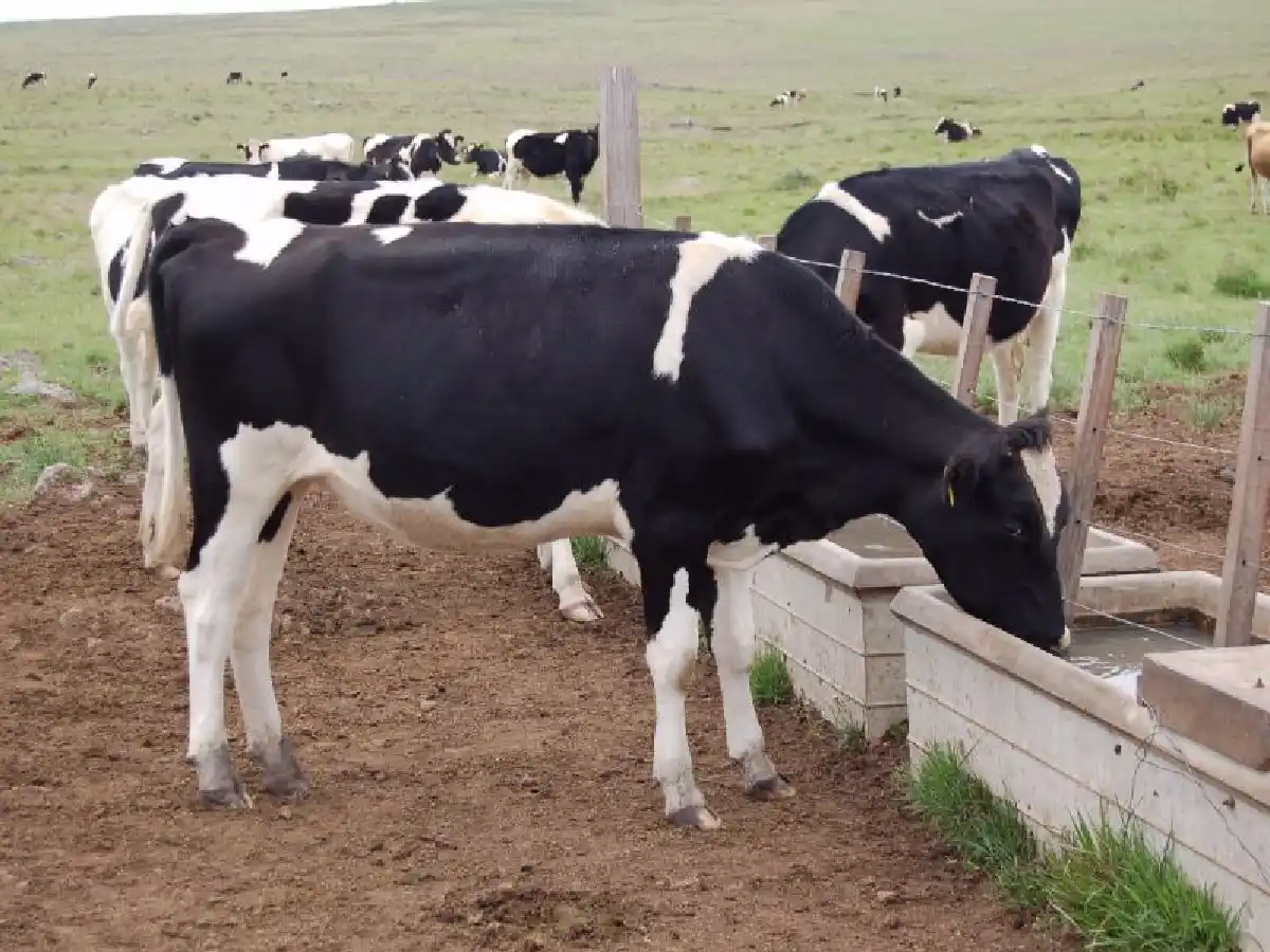Tres litros de agua, por cada litro de leche para mejorar la producción     