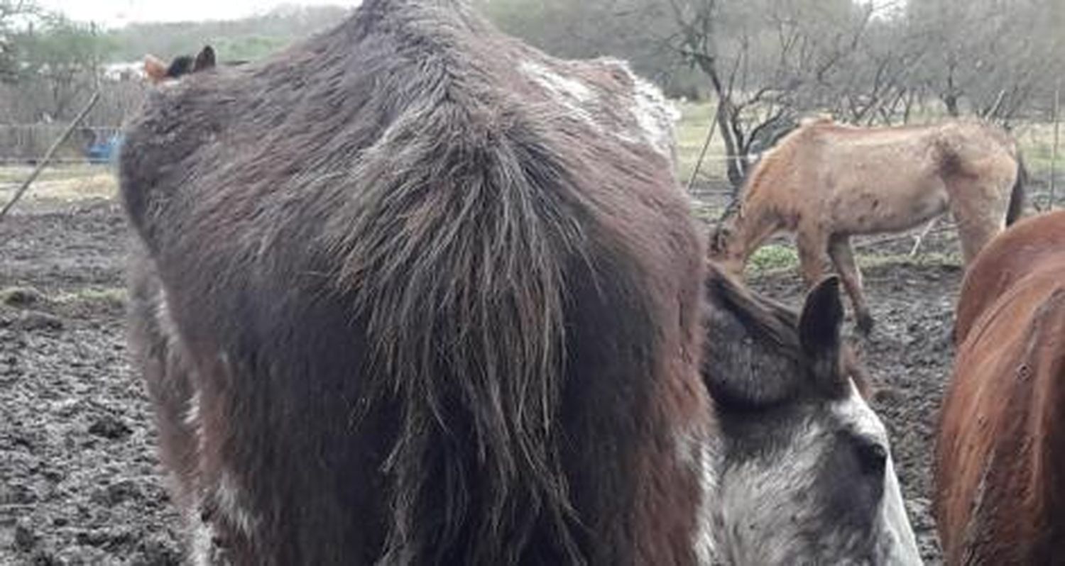 Deplorable estado de los caballos retenidos en el Corralón