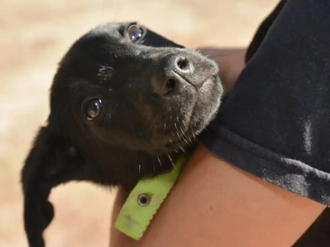 Continúa el programa de castraciones gratuitas durante la primera semana del 2025