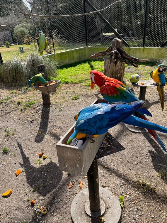 Robaron 3 guacamayos en extinción de Granja Los Pibes: “Es un delito federal con 6 años de prisión”