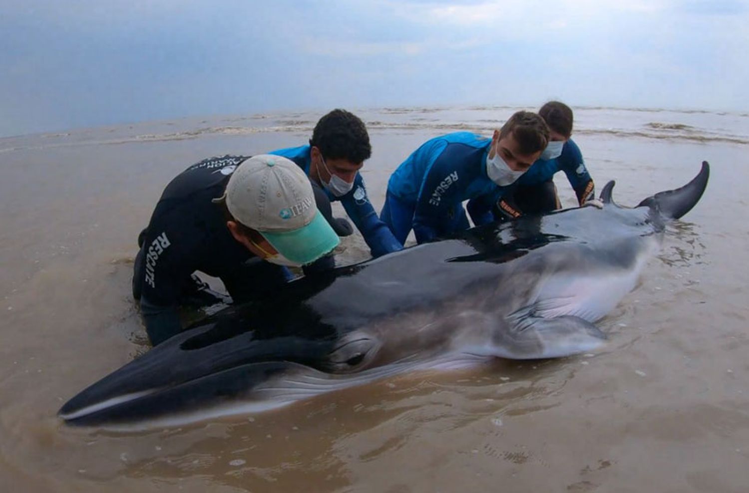 Regresaron al mar a una ballena varada en San Clemente del Tuyú 