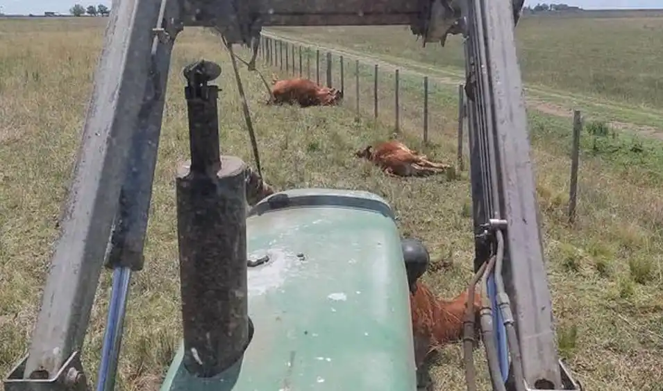General La Madrid: Cayó un rayo en el campo y mató varios animales